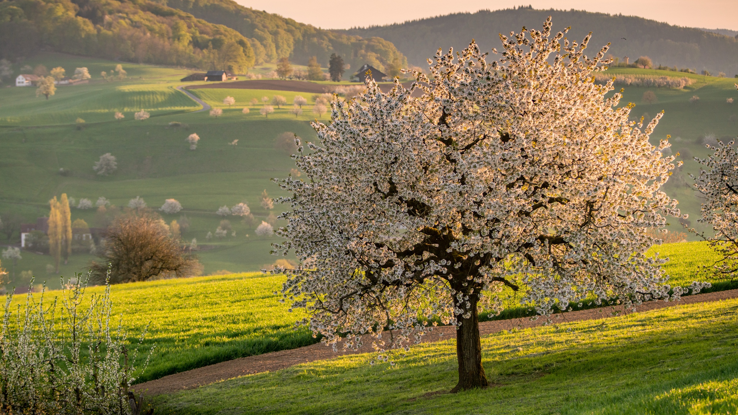 Baselland Aargau Frühlingsbluete — Landschaftsfotografie Fotoworkshop Lightexplorers