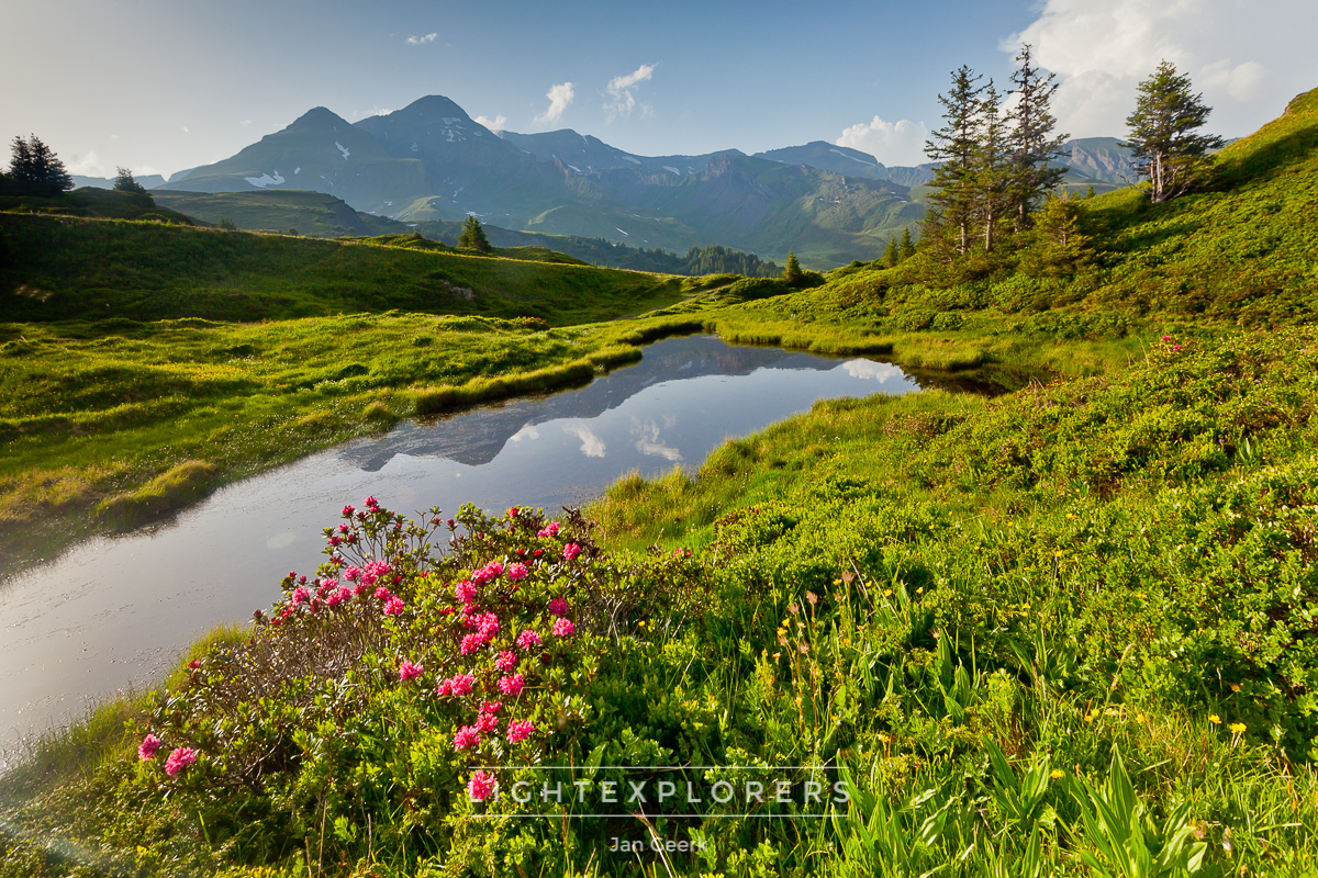 Berner Oberland Alpenblumen — Fotografie Fotoworkshop Lightexplorers
