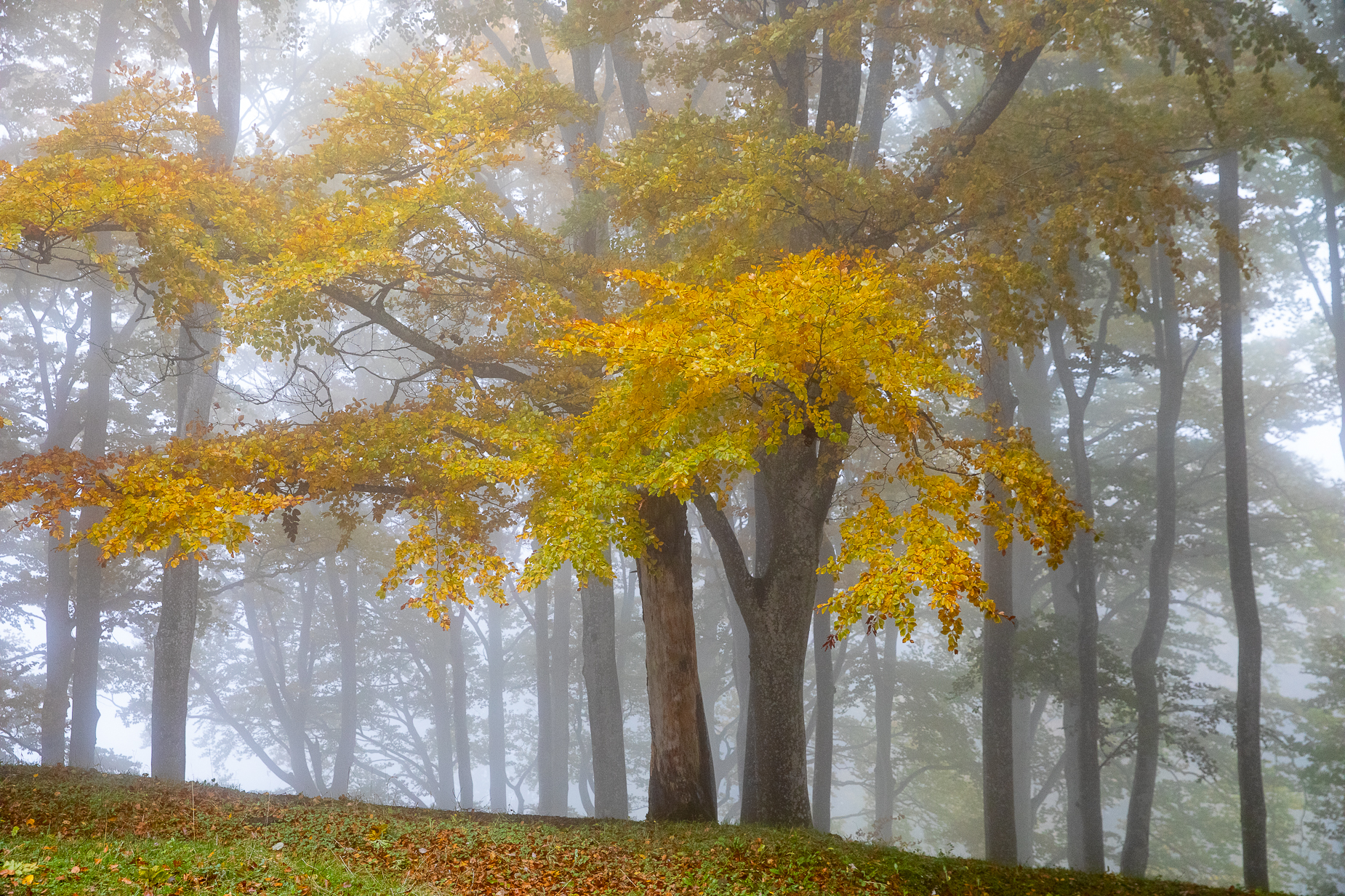 Herbst Baselbiet Lichtstimmung — Fotoworkshop Lightexplorers