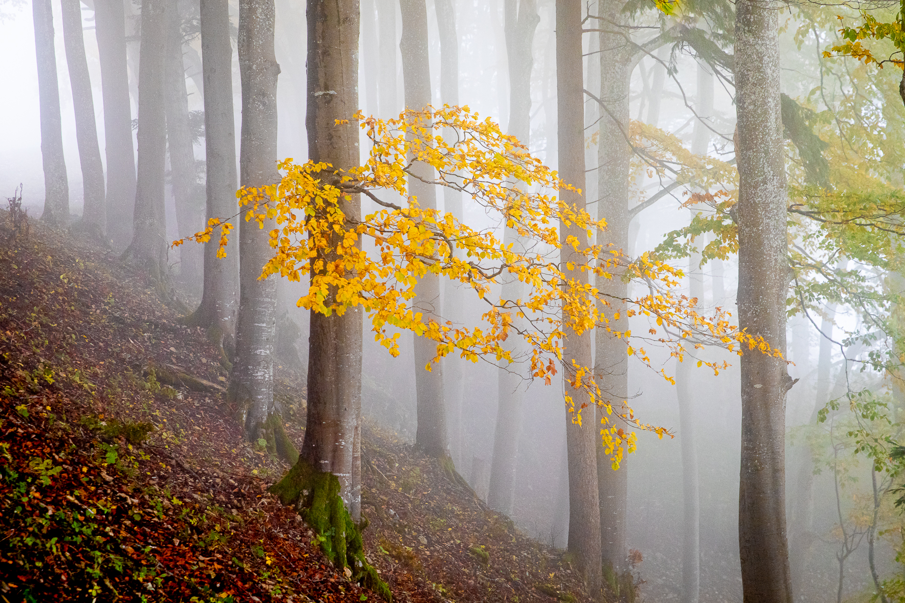 Herbst Baselland goldener Oktober — Fotografie Workshop