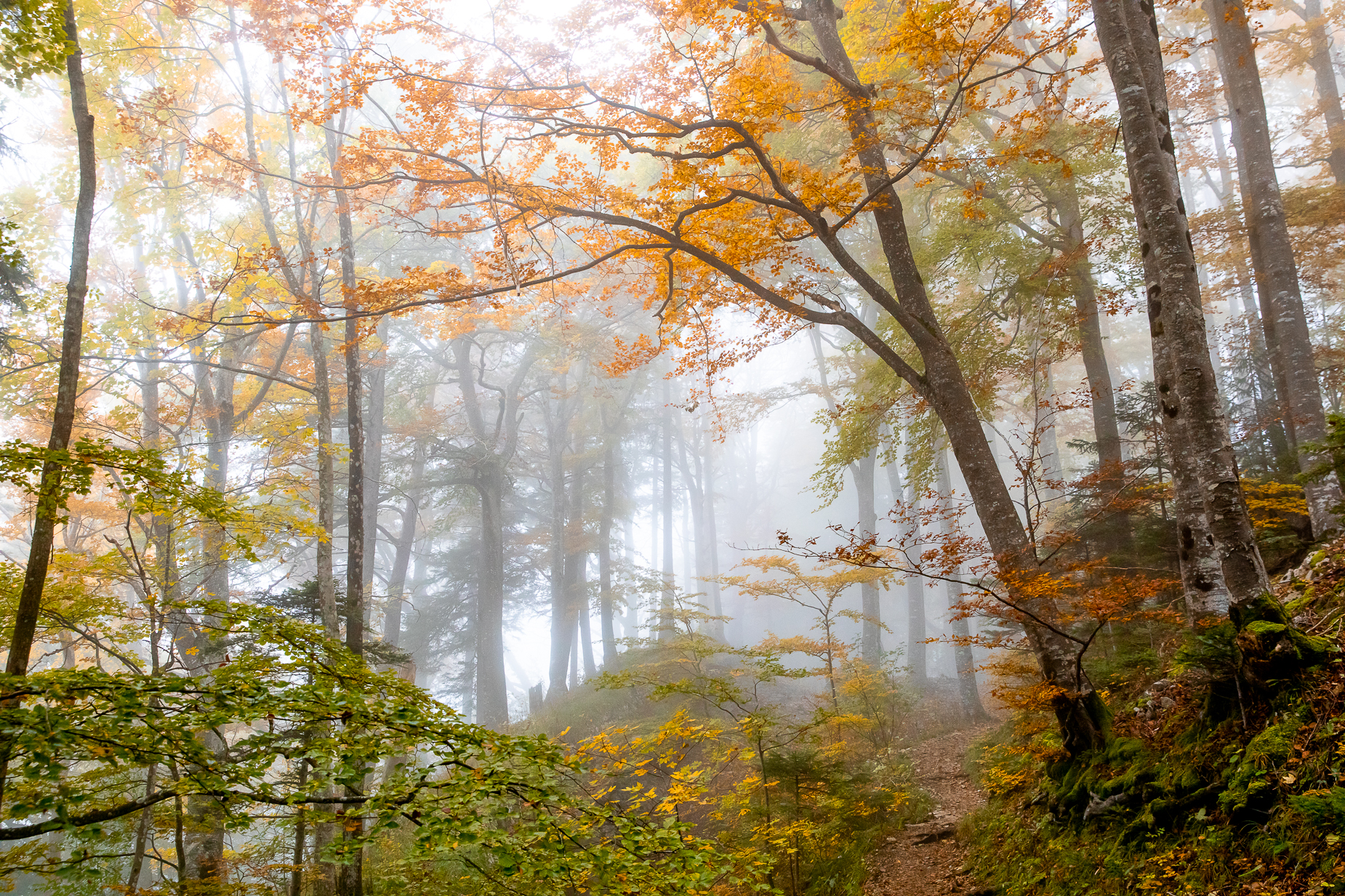 Herbstfarben Baselbiet Wald — Fotografie Workshop Schweiz