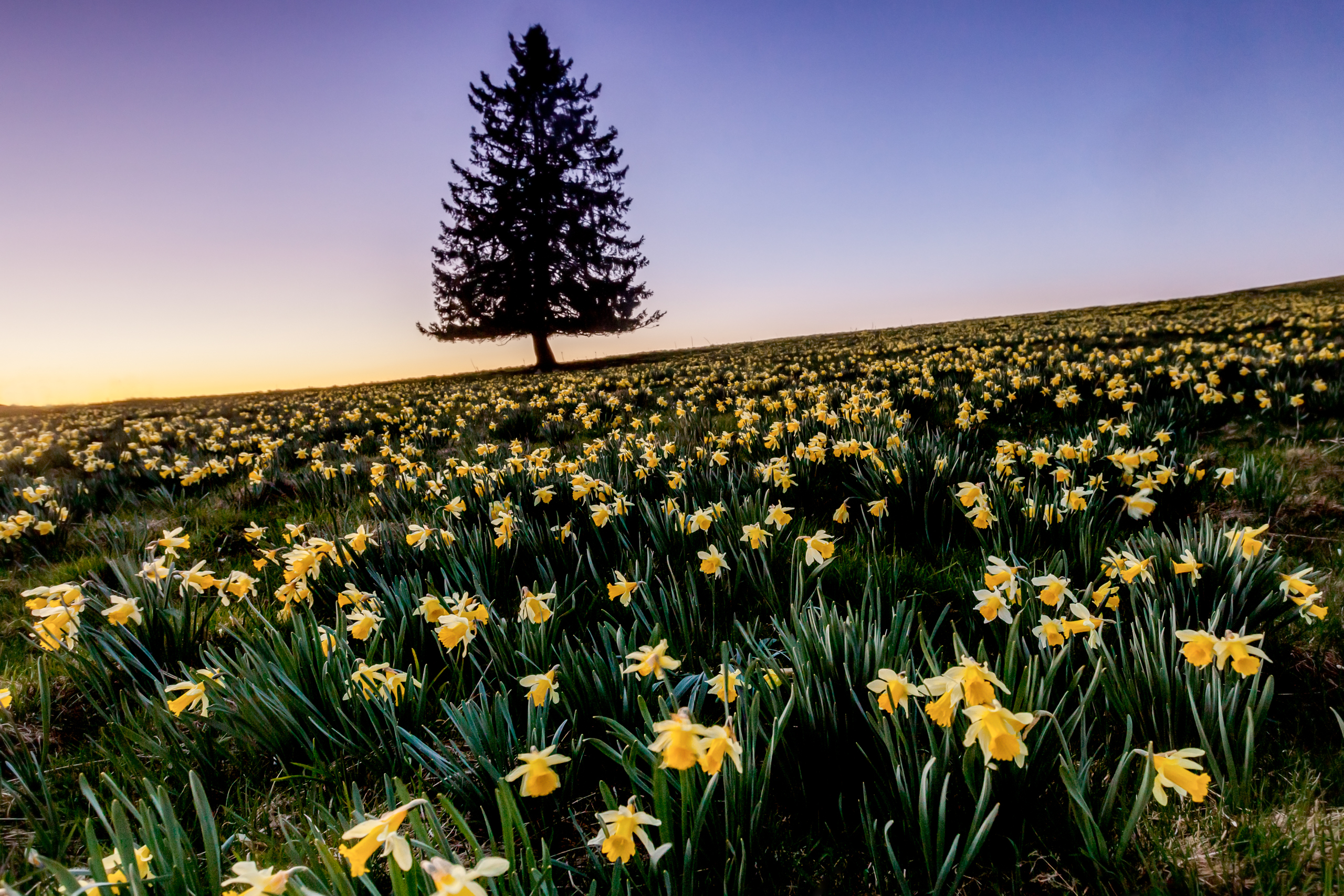Osterglocken im Jura – Fotoworkshop Jura | Lightexplorers