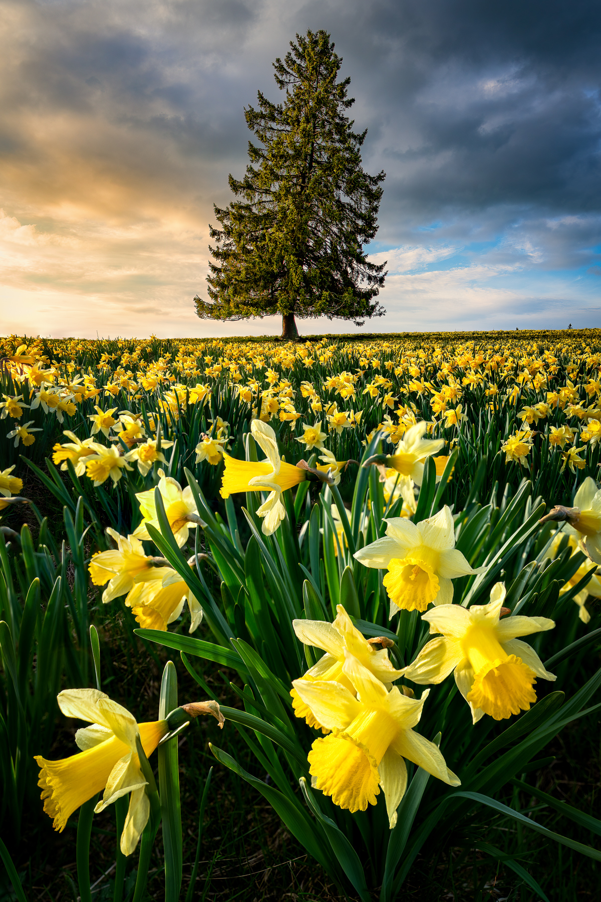 Frühlingsblumen Jura — Landschaftsfotografie Schweiz Workshop
