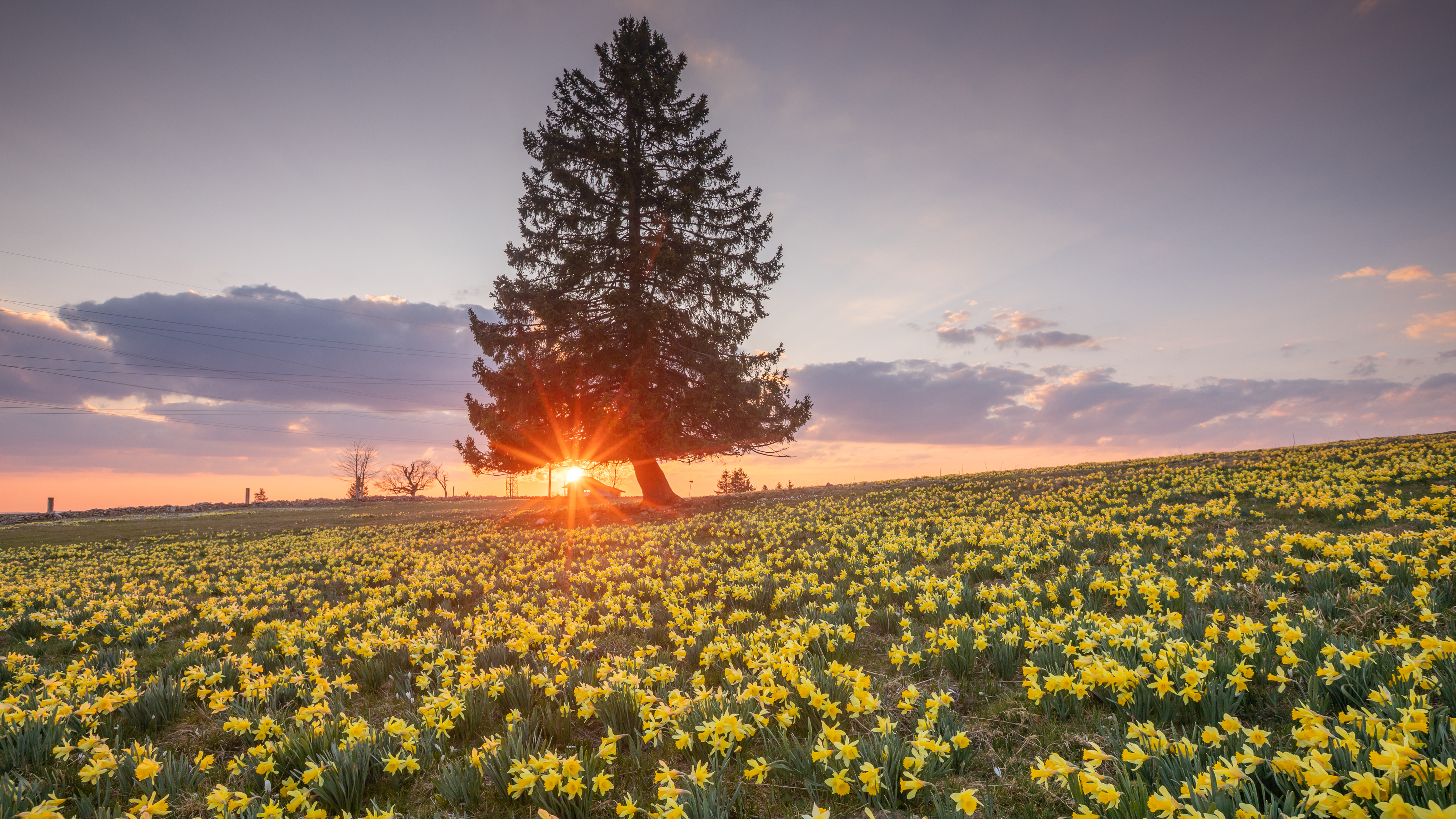 Osterglocken im Jura – Landschaftsfotografie Workshop Jura, Schweiz