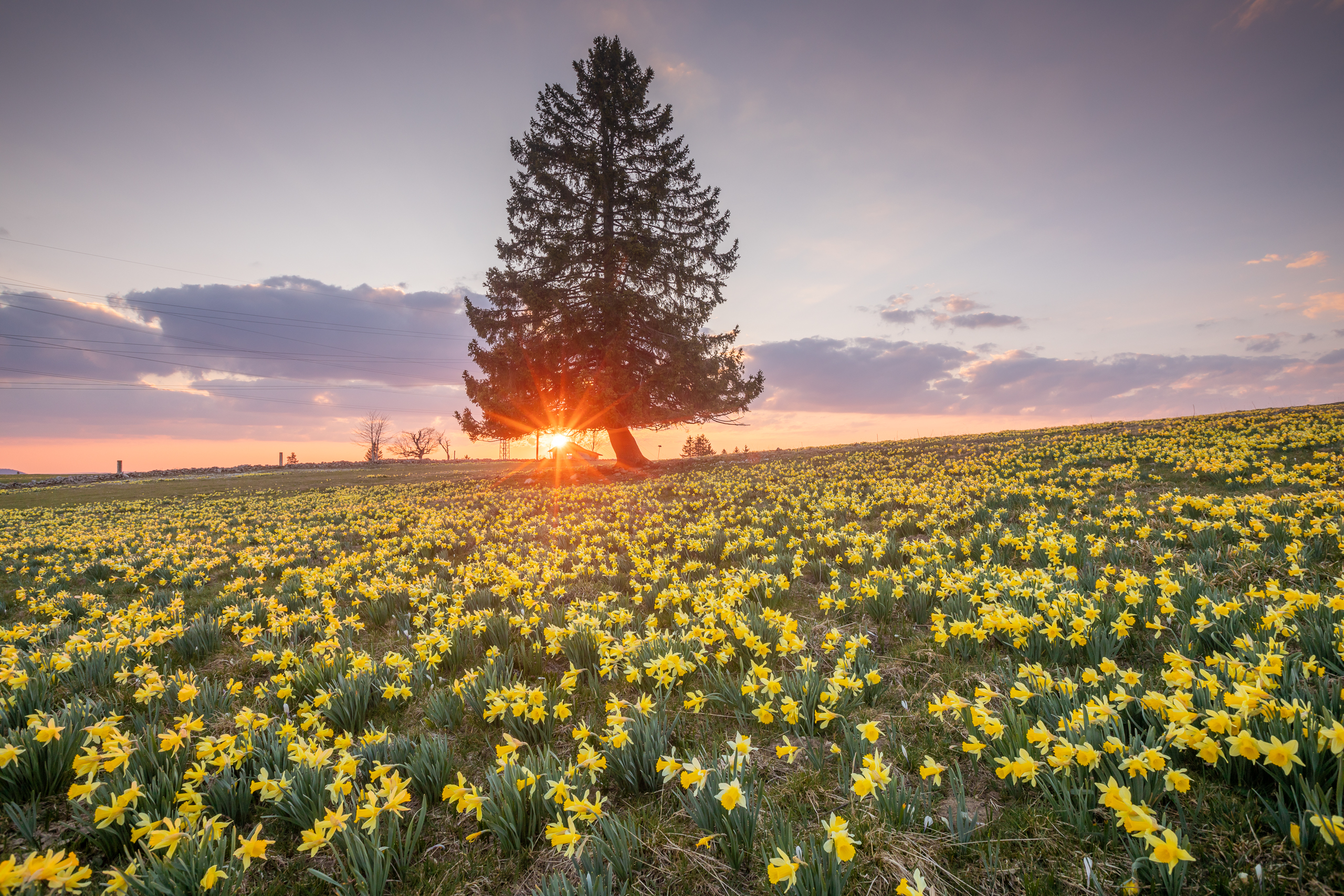 Jurabogen Frühling — Fotoworkshop Lightexplorers Osterglocken