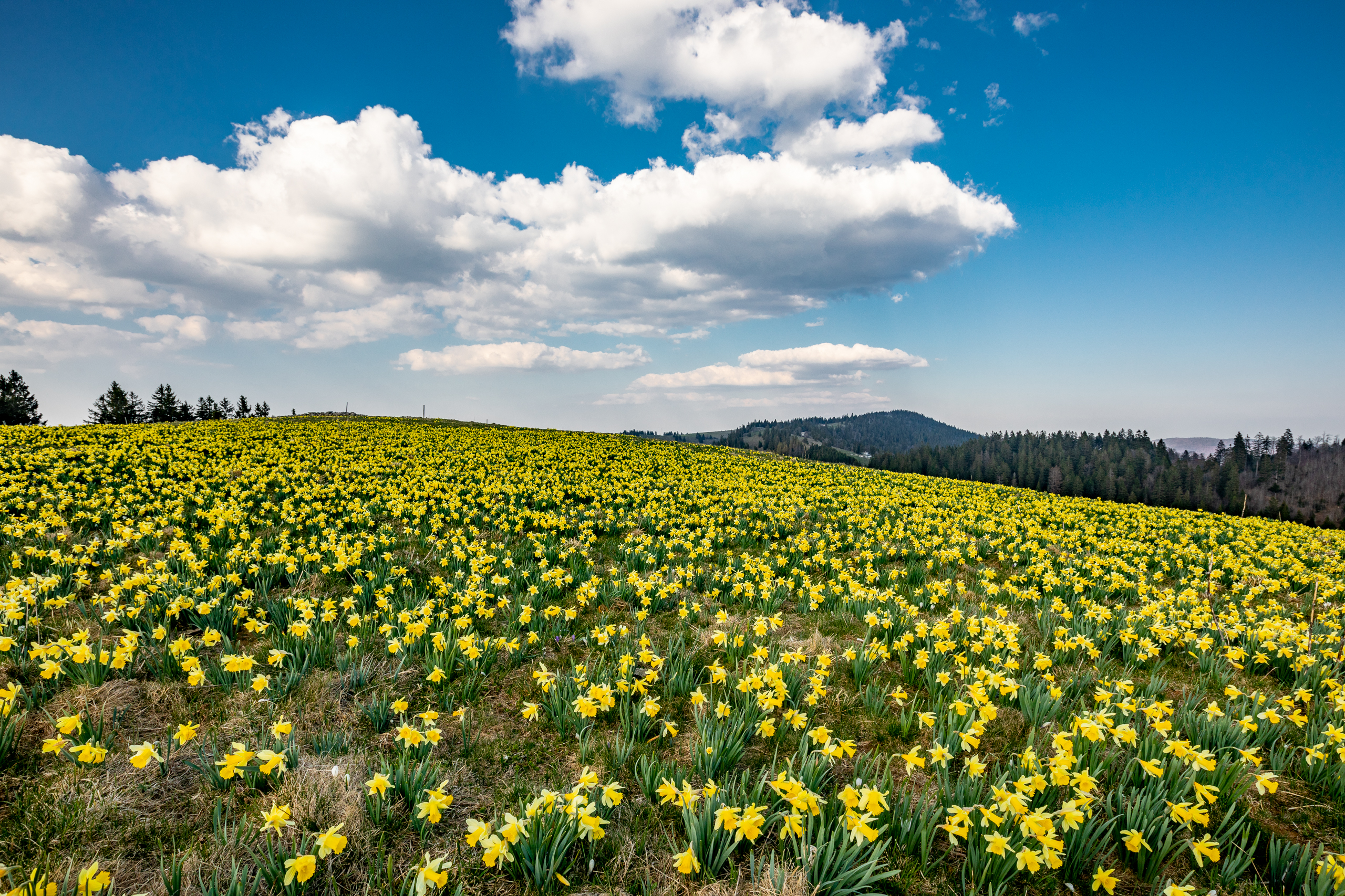 Narzissen Jura Frühling — Landschaftsfotografie Fotoworkshop