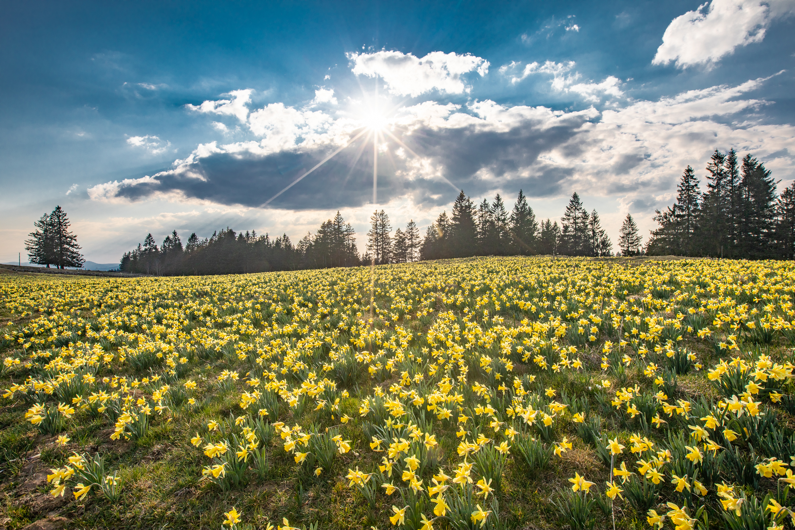 Osterglocken Bergwiese Jura Schweiz — Fotoworkshop