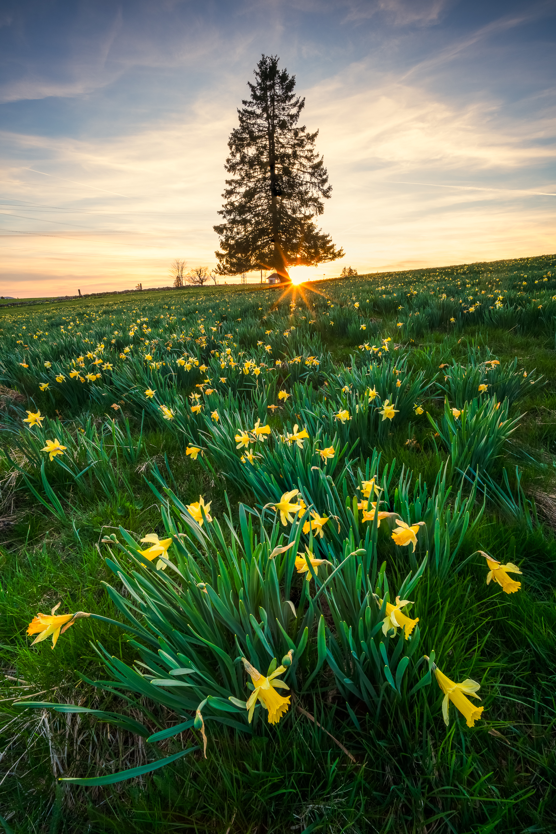 Osterglocken im Jura — Frühlings-Fotoworkshop Lightexplorers