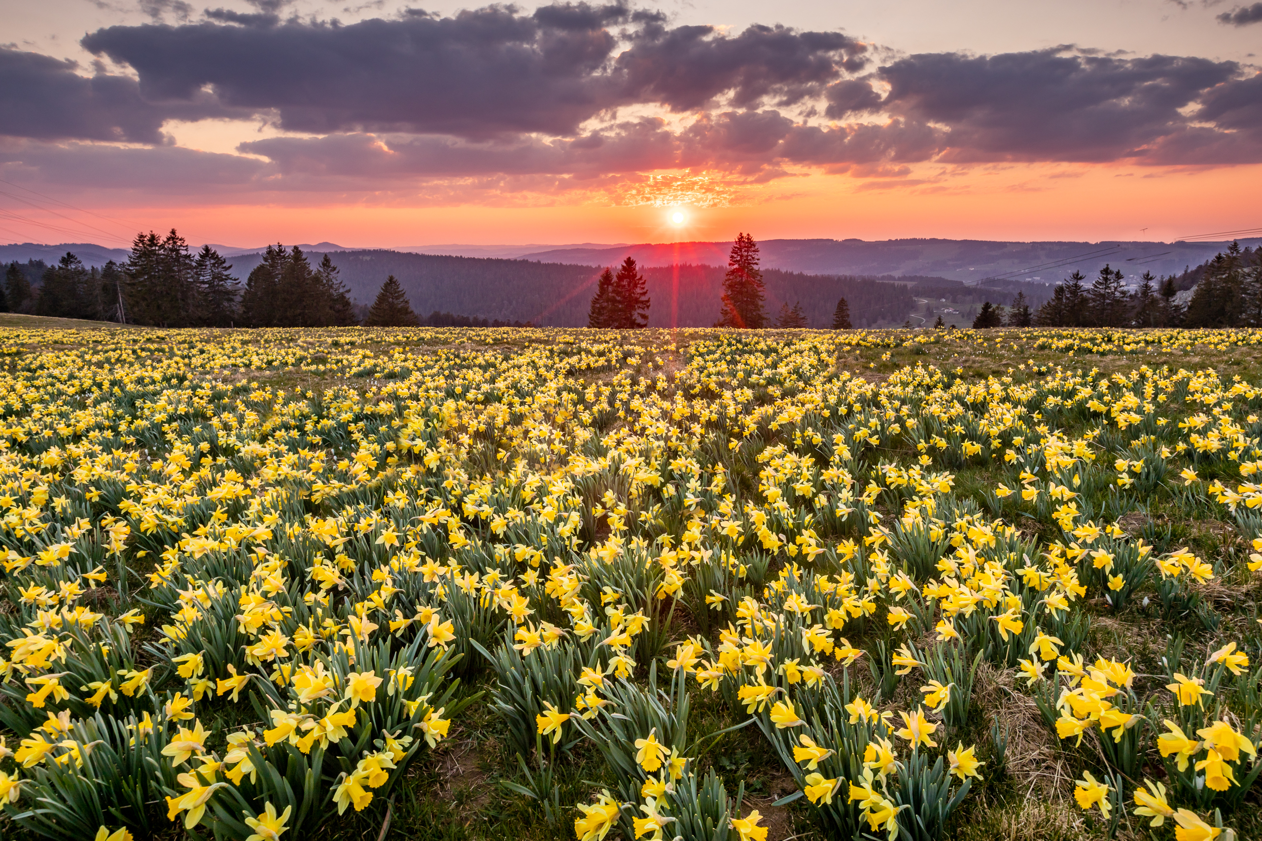 Osterglocken Jura Frühling — Landschaftsfotografie Schweiz