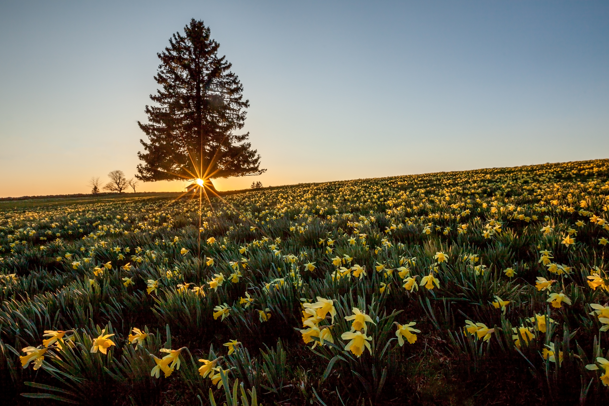 Vue des Alpes Jura Frühling — Fotoworkshop Osterglocken